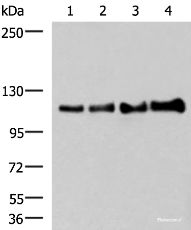 Western blot analysis of 293T cell lysates  using TRIM28(phospho-Ser824) Polyclonal Antibody at dilution of 1:650