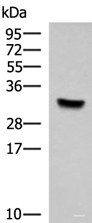 Western blot analysis of Hela cell lysate  using KCTD7 Polyclonal Antibody at dilution of 1:1000