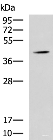 Western blot analysis of Mouse liver tissue lysate  using SPI1 Polyclonal Antibody at dilution of 1:1600