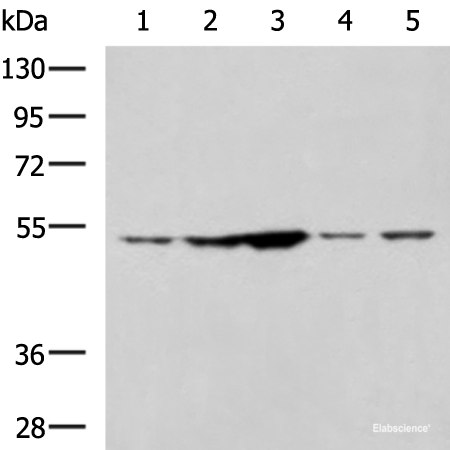 Western blot analysis of 293T and Jurkat cell lysates  using SNTA1 Polyclonal Antibody at dilution of 1:1350