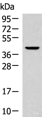 Western blot analysis of 293T cell lysate  using KLF6 Polyclonal Antibody at dilution of 1:800