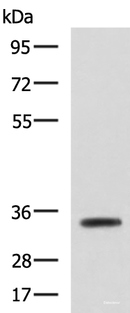 Western blot analysis of Mouse small intestines tissue lysate  using ANXA13 Polyclonal Antibody at dilution of 1:800
