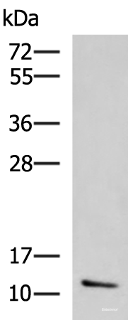 Western blot analysis of Human ileum tissue lysate  using CCL13 Polyclonal Antibody at dilution of 1:800