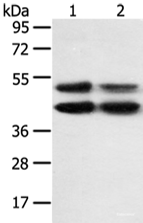 Western blot analysis of K562 and hela cell  using MAPK8 Polyclonal Antibody at dilution of 1:600