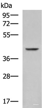 Western blot analysis of Mouse heart tissue lysate  using FBXO32 Polyclonal Antibody at dilution of 1:850