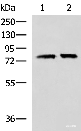 Western blot analysis of 293T cell lysates  using PADI4 Polyclonal Antibody at dilution of 1:400