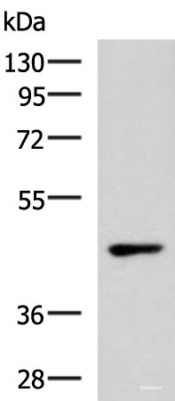 Western blot analysis of 293T cell lysate  using WNT9A Polyclonal Antibody at dilution of 1:500