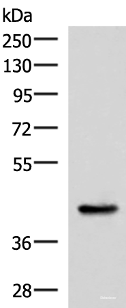 Western blot analysis of Mouse liver tissue lysate  using HPN Polyclonal Antibody at dilution of 1:550