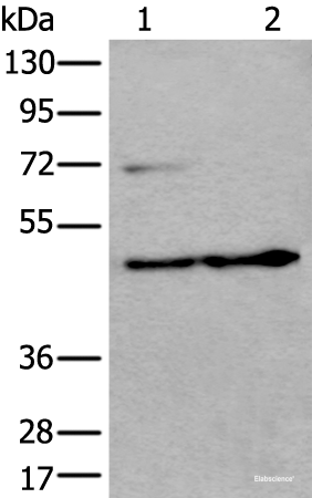 Western blot analysis of HEPG2 cell and Human testis tissue lysates  using PRKAR2A Polyclonal Antibody at dilution of 1:550