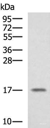 Western blot analysis of A375 cell lysate  using SRP14 Polyclonal Antibody at dilution of 1:1350