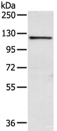 Western blot analysis of PC3 cell  using WWP1 Polyclonal Antibody at dilution of 1:750
