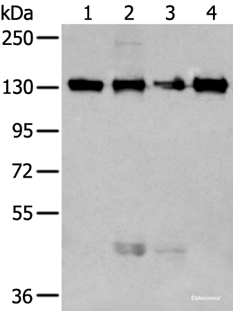Western blot analysis of 293T and 231 cell lysates  using MORC2 Polyclonal Antibody at dilution of 1:250