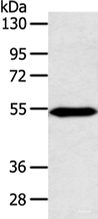 Western blot analysis of Mouse heart tissue  using ZNF239 Polyclonal Antibody at dilution of 1:800