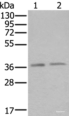 Western blot analysis of Hela and Raji cell lysates  using ATXN7L3 Polyclonal Antibody at dilution of 1:500