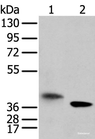 Western blot analysis of A172 cell and mouse kidney tissue  using LRRC19 Polyclonal Antibody at dilution of 1:450