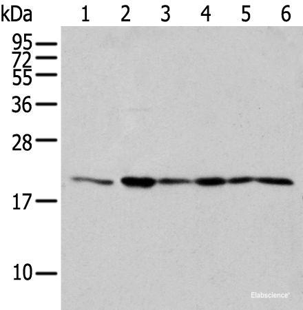 Western blot analysis of 293T cell Human testis tissue Jurkat and A549 cell  using EEF1E1 Polyclonal Antibody at dilution of 1:300