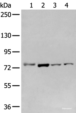 Western blot analysis of Raw264.7 A549 Hepg2 and Jurkat cell  using GCLC Polyclonal Antibody at dilution of 1:800