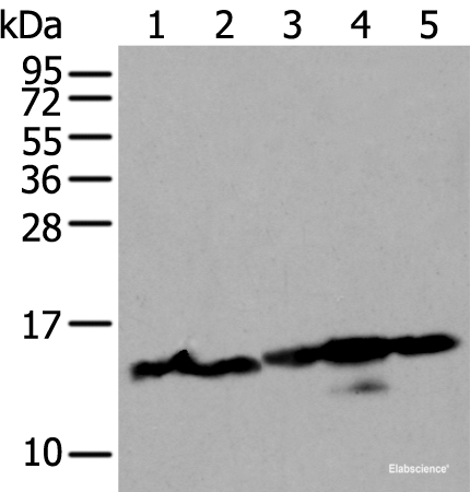 Western blot analysis of 293T and Hela cell lysates  using HIST1H3A Polyclonal Antibody at dilution of 1:300