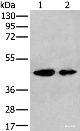 Western blot analysis of A549 and HEPG2 cell lysates  using VASP Polyclonal Antibody at dilution of 1:400