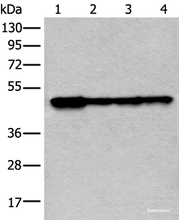 Western blot analysis of 293T and 231 cell lysates  using VRK1 Polyclonal Antibody at dilution of 1:400