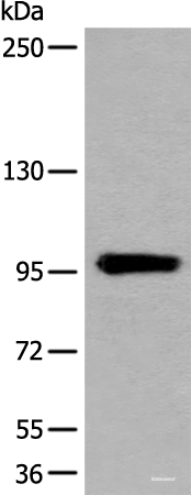 Western blot analysis of Human heart tissue lysate  using UNC45B Polyclonal Antibody at dilution of 1:600