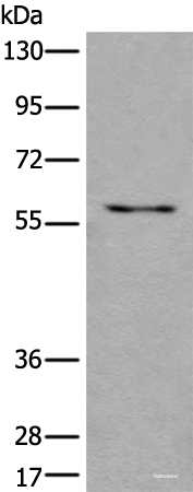 Western blot analysis of 293T cell lysate  using USP3 Polyclonal Antibody at dilution of 1:450