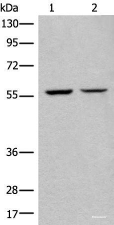 Western blot analysis of IH/3T3 and HEPG2 cell lysates  using ATL3 Polyclonal Antibody at dilution of 1:400