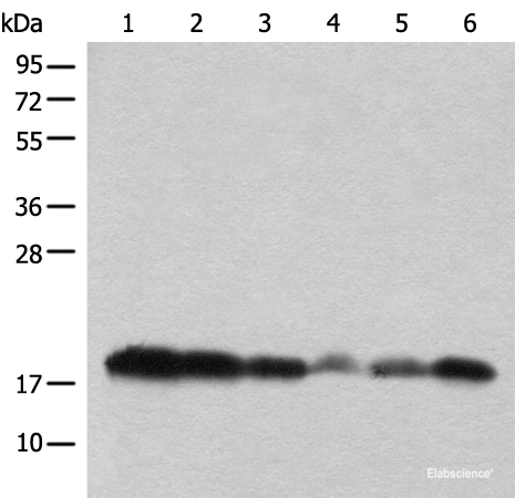 Western Blot analysis of Raji，231 and PC-3 cell，Mouse heart，Mouse brain，Human testis using BUD31 Polyclonal Antibody at dilution of 1:450.