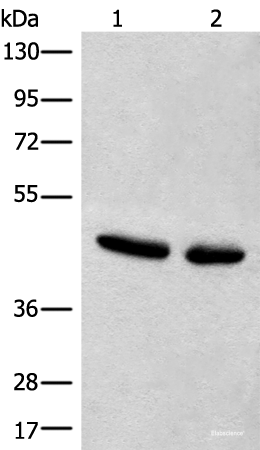 Western blot analysis of Hela and A375 cell lysates  using CANT1 Polyclonal Antibody at dilution of 1:500