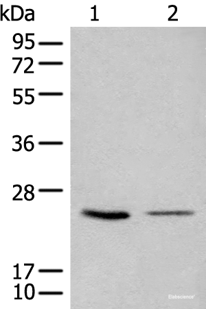Western blot analysis of 293T and LOVO cell lysates  using CDCA4 Polyclonal Antibody at dilution of 1:1000