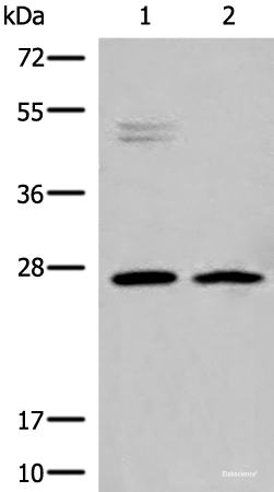 Western blot analysis of K562 and Jurkat cell lysates  using HLA-DMB Polyclonal Antibody at dilution of 1:550