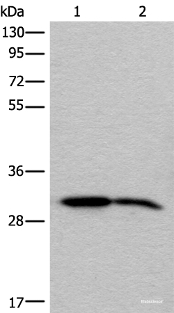 Western blot analysis of Human cerebrum tissue and Mouse brain tissue lysates  using IMPA1 Polyclonal Antibody at dilution of 1:300