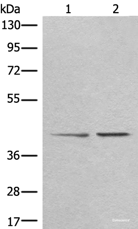 Western blot analysis of A172 and HEPG2 cell lysates  using TMEM248 Polyclonal Antibody at dilution of 1:300