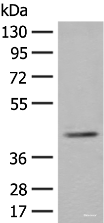 Western blot analysis of K562 cell lysate  using ERGIC3 Polyclonal Antibody at dilution of 1:400