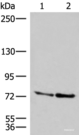 Western blot analysis of A172 and NIH/3T3 cell lysates  using DNAJC14 Polyclonal Antibody at dilution of 1:400