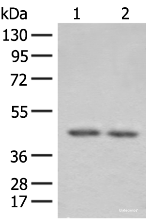 Western blot analysis of 293T cell lysates  using ILKAP Polyclonal Antibody at dilution of 1:800