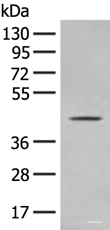 Western blot analysis of A375 cell lysate  using OLA1 Polyclonal Antibody at dilution of 1:400