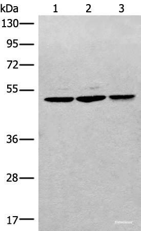 Western blot analysis of RAW264.7 Raji and Jurkat cell lysates  using RPL3 Polyclonal Antibody at dilution of 1:400