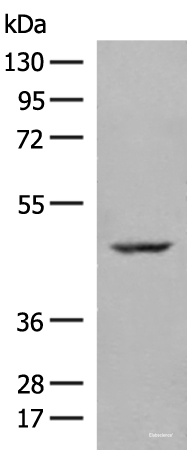 Western blot analysis of 293T cell lysate  using ZBTB8A Polyclonal Antibody at dilution of 1:250