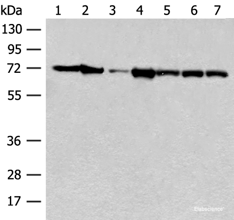 Western blot analysis of Mouse brain tissue Human cerebrum tissue NIH/3T3 cell A549 cell Jurkat cell Hela cell and 231 cell lysates  using HSPA2 Polyclonal Antibody at dilution of 1:250