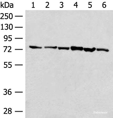 Western blot analysis of 293T cell K562 cell lysates  using TCF25 Polyclonal Antibody at dilution of 1:250