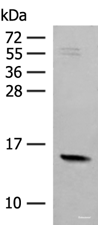 Western blot analysis of Mouse Pancreas tissue lysate  using RPS12 Polyclonal Antibody at dilution of 1:500