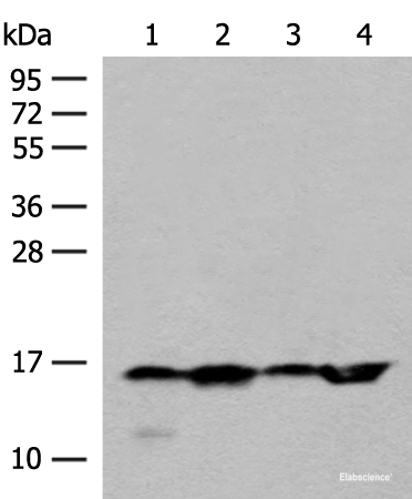 Western blot analysis of 293T Hela and Jurkat cell lysates  using MAGOHB Polyclonal Antibody at dilution of 1:400