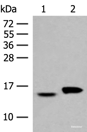 Western blot analysis of Hela and PC3 cell lysates  using ISG15 Polyclonal Antibody at dilution of 1:500
