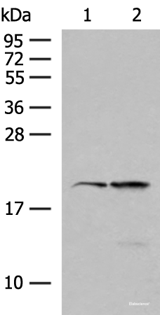 Western blot analysis of 293T and Jurkat cell lysates  using RNF5 Polyclonal Antibody at dilution of 1:250