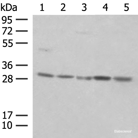 Western blot analysis of NIH/3T3 cell Mouse spleen tissue K562 cell Hela cell 231 cell lysates  using PSMA4 Polyclonal Antibody at dilution of 1:400