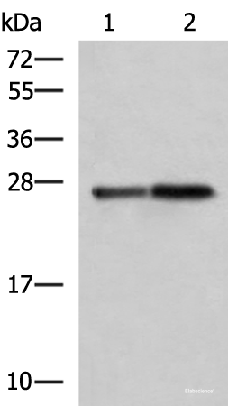 Western blot analysis of Mouse pancreas tissue and Rat pancreas tissue lysates  using CTRB1 Polyclonal Antibody at dilution of 1:1000