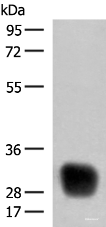 Western blot analysis of Raji cell lysate  using HLA-DRB4 Polyclonal Antibody at dilution of 1:350