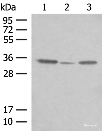 Western blot analysis of OP9 HepG2 and NIH/3T3 cell lysates  using CNPY3 Polyclonal Antibody at dilution of 1:400