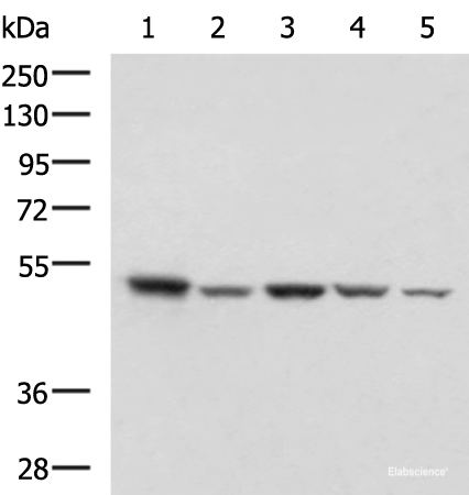 Western blot analysis of HepG2 NIH/3T3 C2CL2 Raji and Jurkat cell lysates  using ENO3 Polyclonal Antibody at dilution of 1:1000